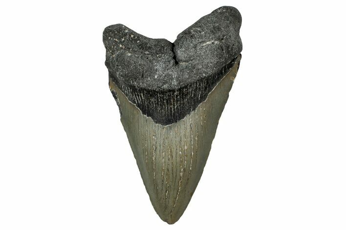 Fossil Megalodon Tooth - North Carolina #351175